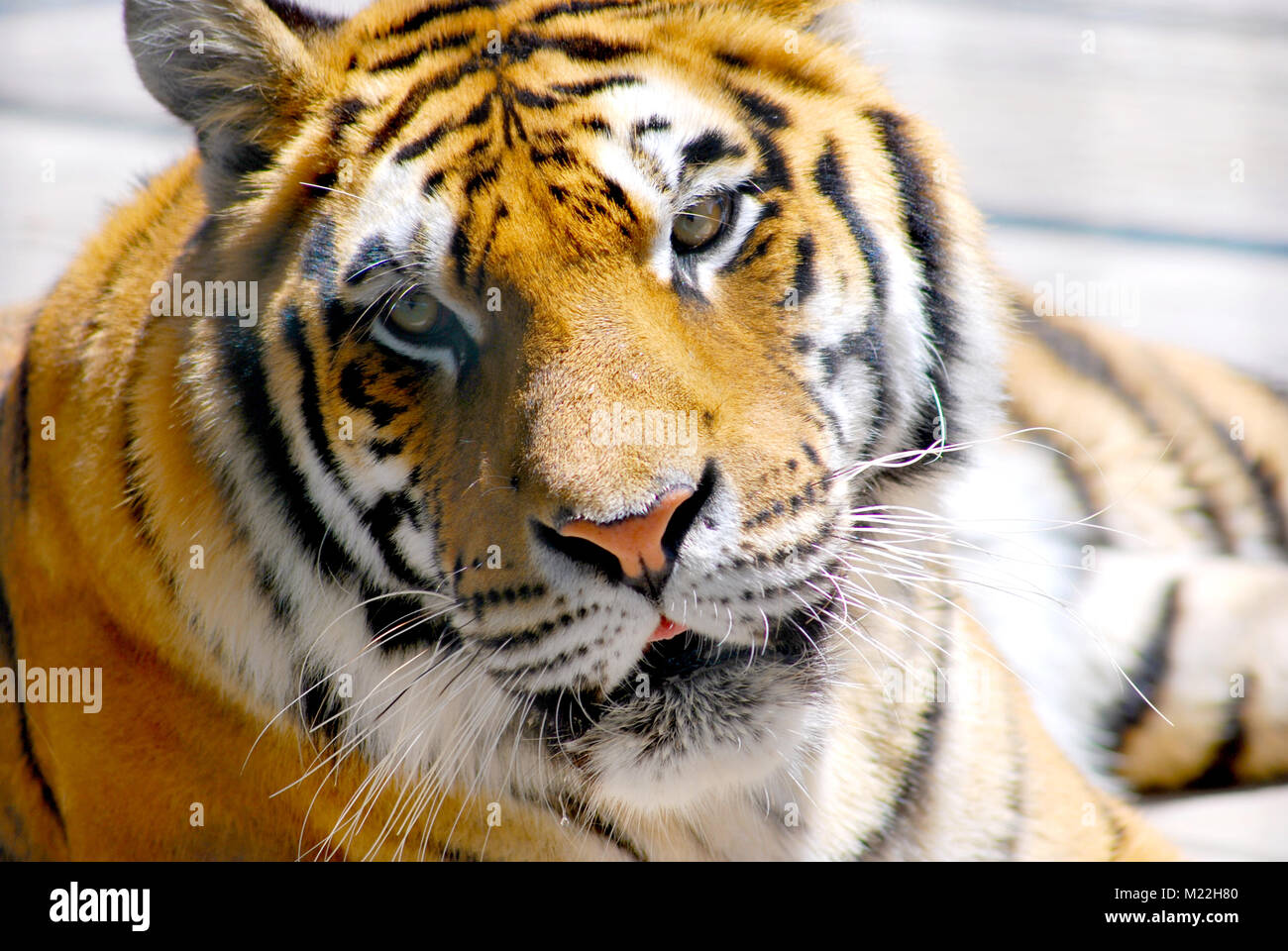 Eine Nahaufnahme von einem schönen Tiger in die Kamera schaut. Stockfoto