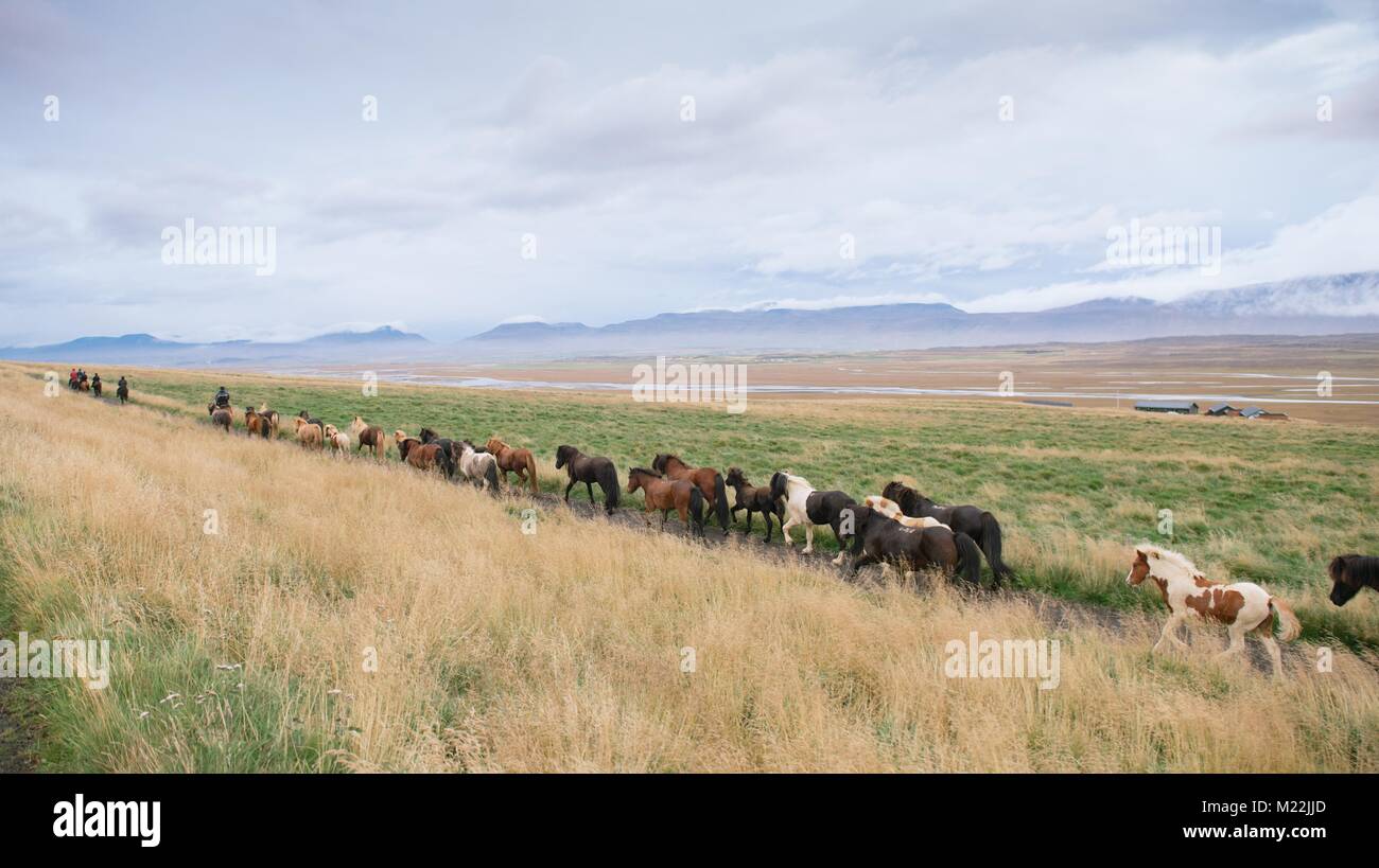 Bauern bringen Ihre Pferde aus den Bergen sie zurück zu ihren jeweiligen Farmen in Island führt. Stockfoto