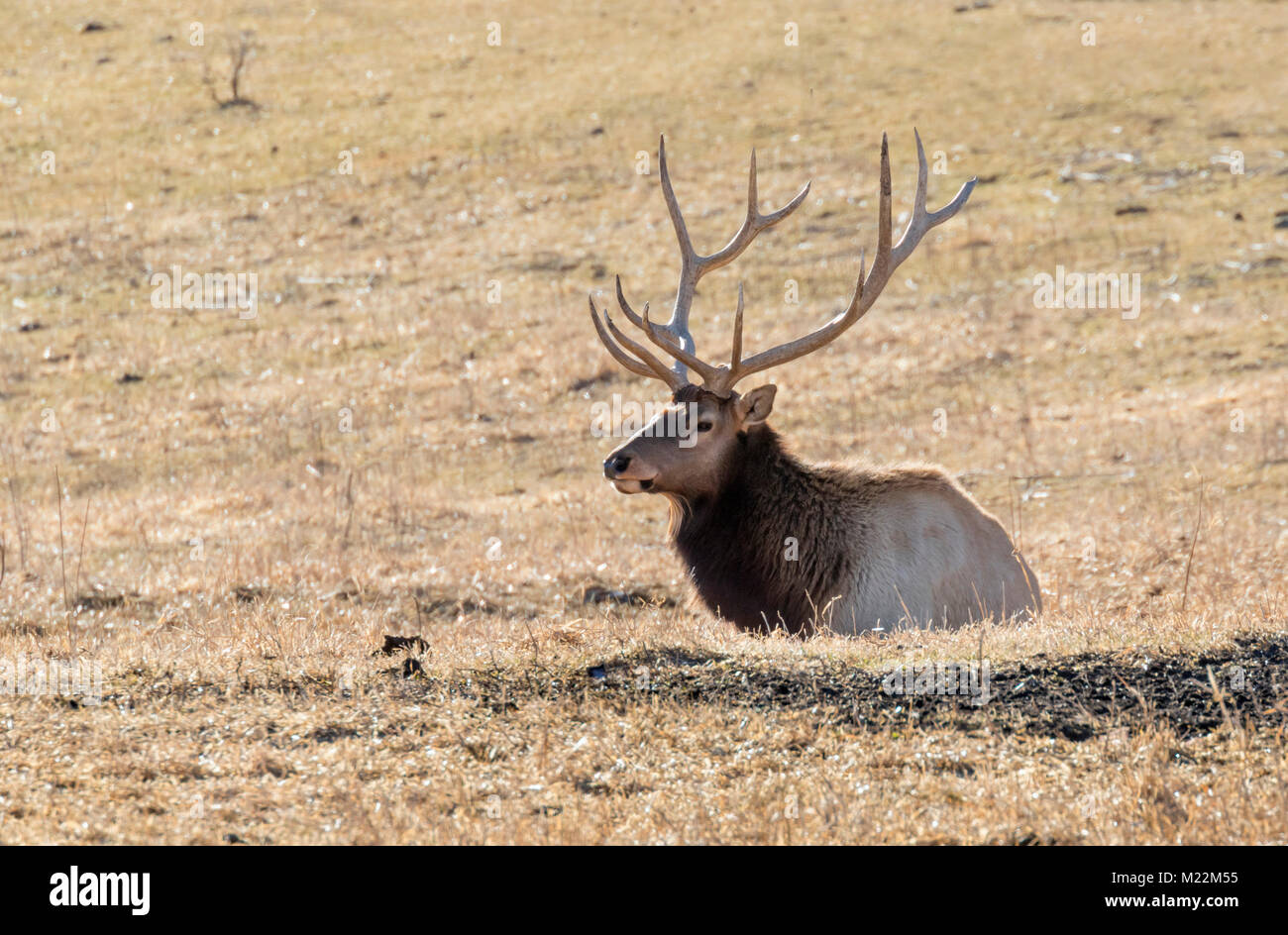 Stier Elch, Wapiti (Cervus canadensis) in Prairie ruht, Neal Smith National Wildlife Refuge, Iowa, USA. Stockfoto