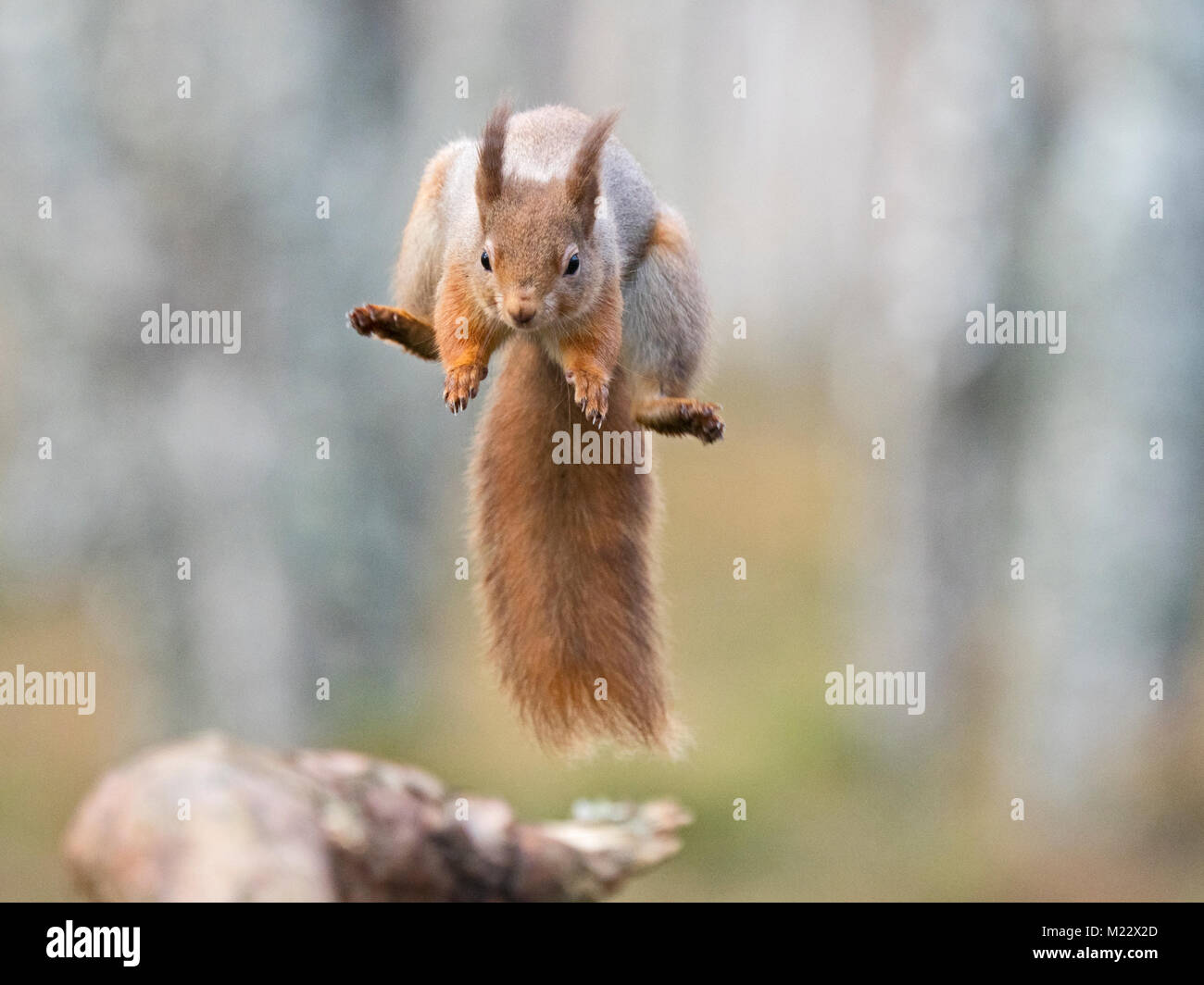 Eichhörnchen Sciurus vulgaris leaping Cairngorms National Park Schottland Winter Stockfoto