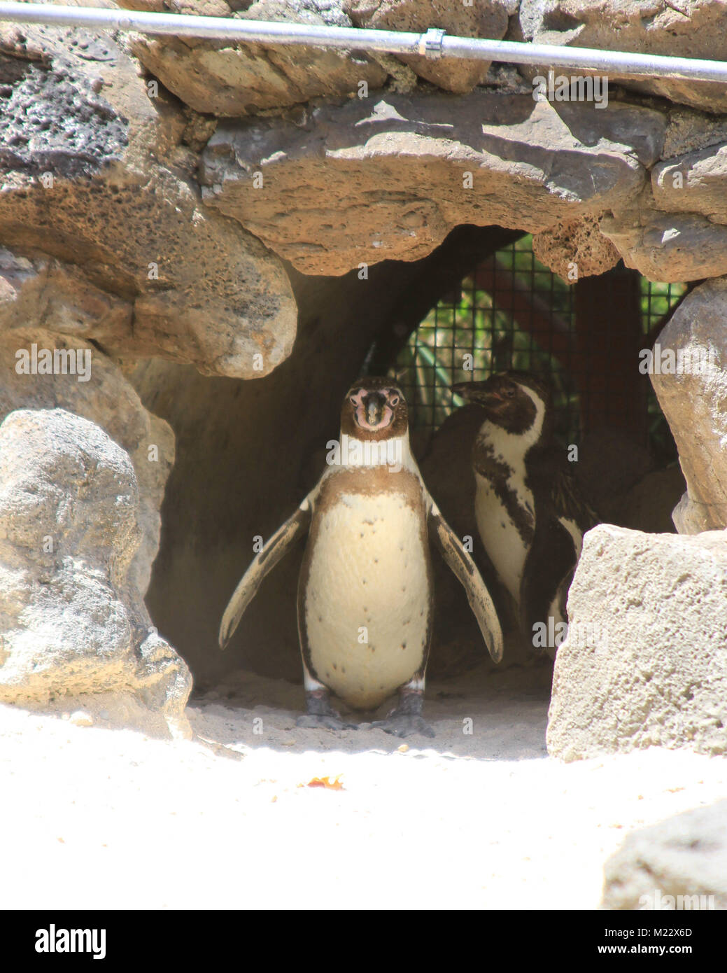 Magellianic Pinguin watschelte in Licht mit anderen Pinguin auf der Suche Stockfoto