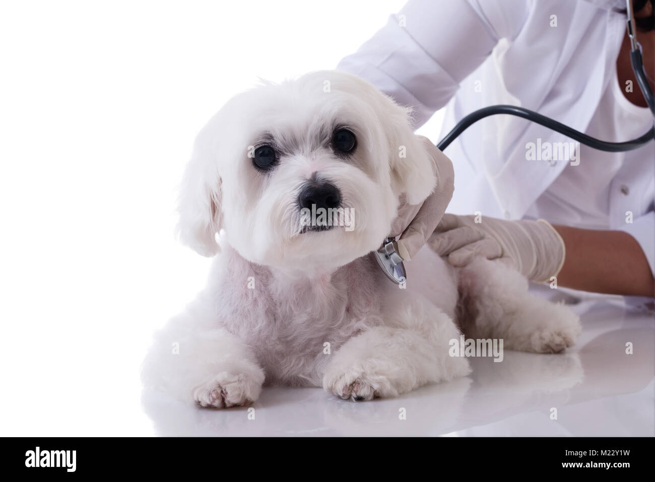 Tierarzt untersuchen eine niedliche Malteser Hund mit einem Stethoskop auf dem Tisch, auf weißem Hintergrund Stockfoto