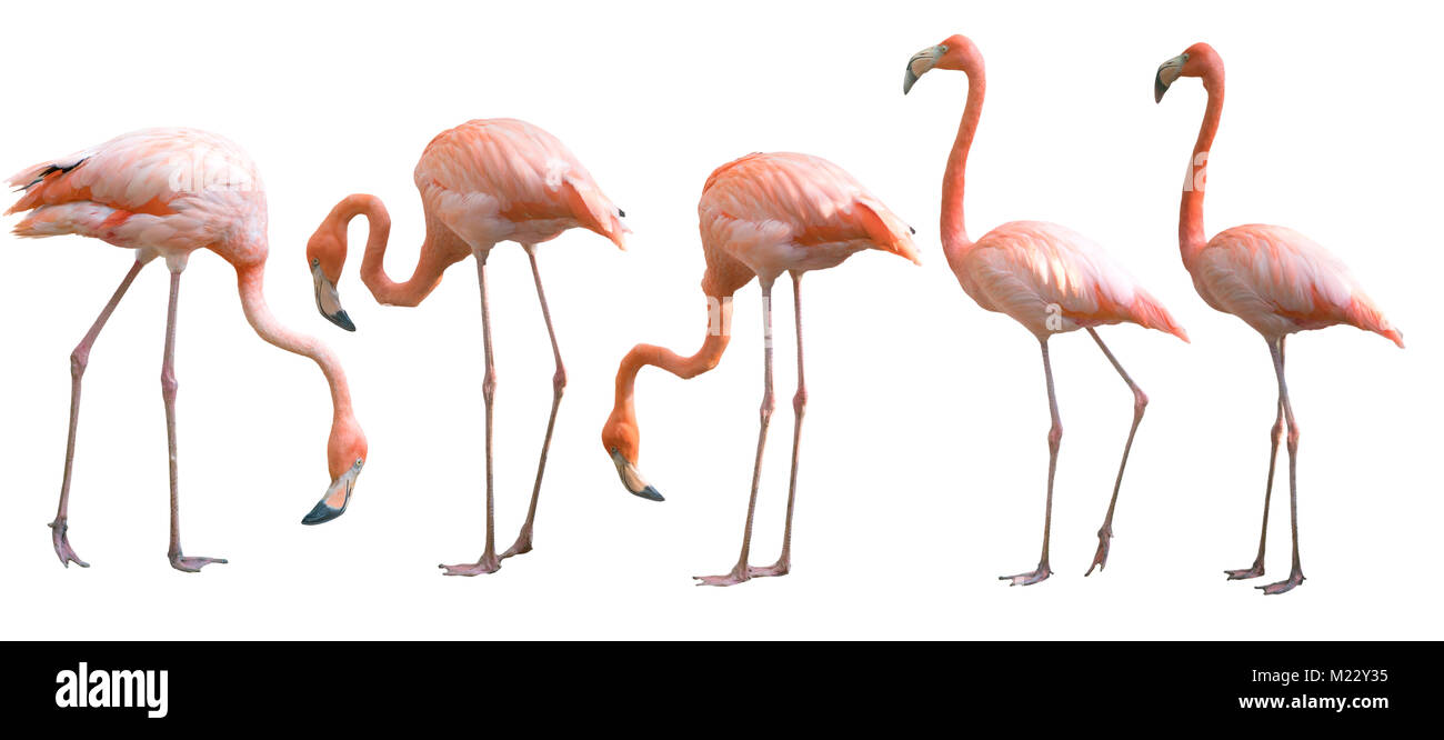 Schönen Flamingo Vogel auf weißem Hintergrund Stockfoto