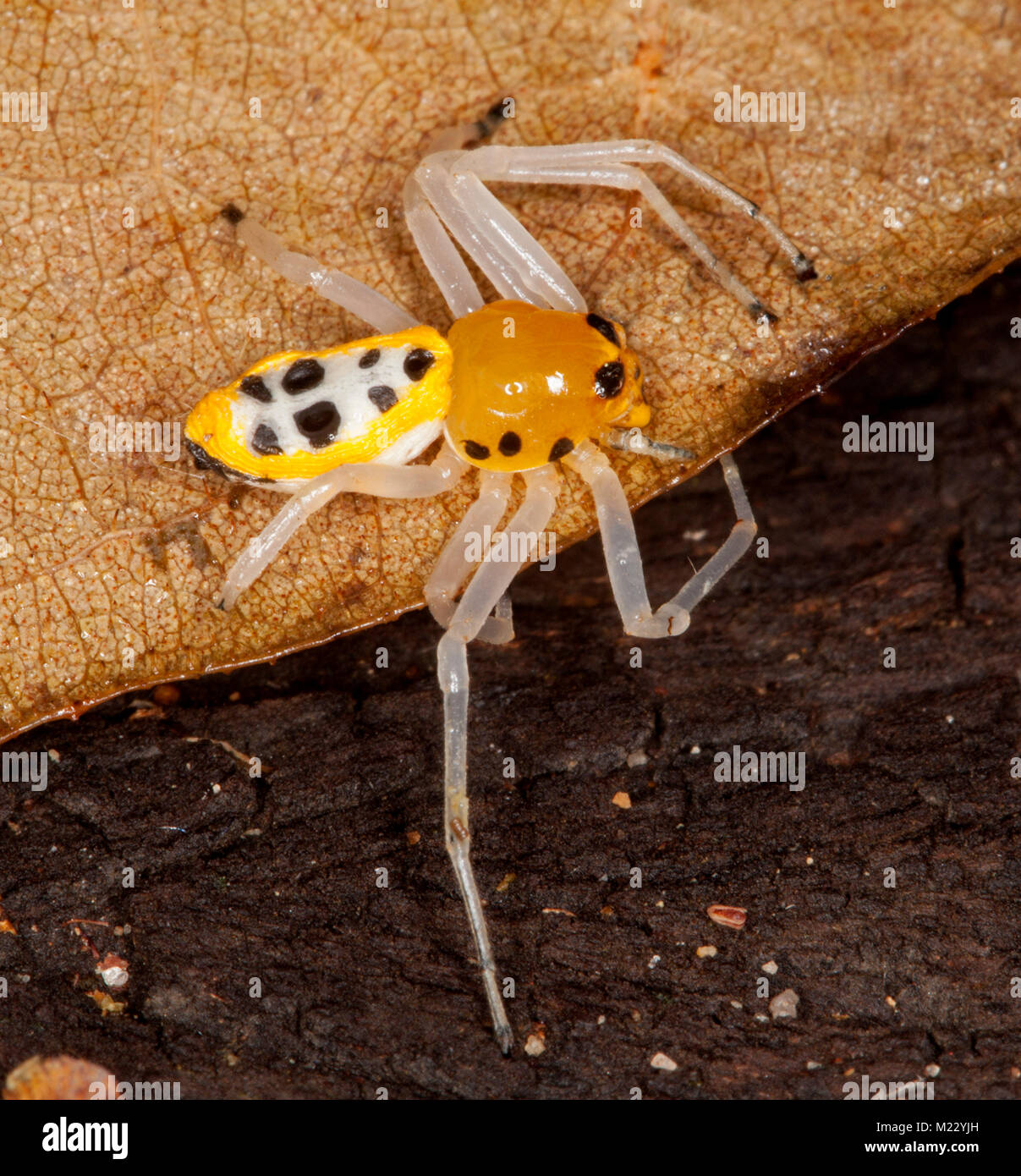 Schöne und Ungewöhnliche Gelb und Schwarz australische Crab Spider, Poecilothomisus speciosus, auf trockenem braun Blatt Stockfoto