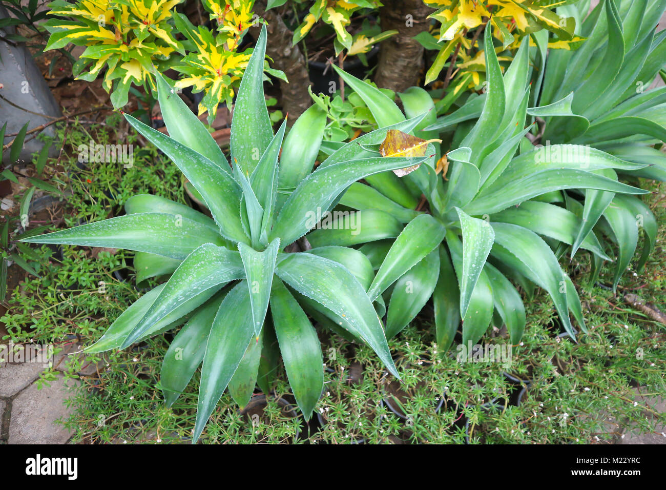 Agaven oder Agave americana Anlage Stockfotografie Alamy