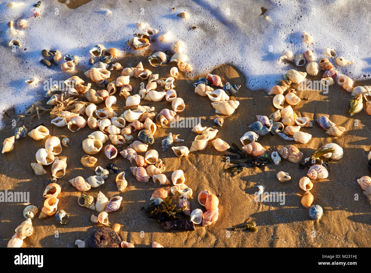 Leere Tanks am Rande der Wellen am Strand Stockfoto