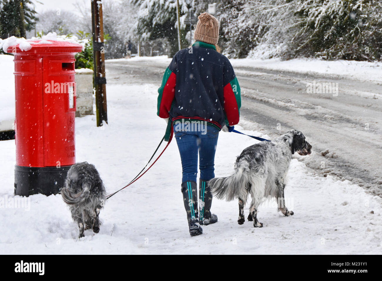 Schneit als Frau geht mit zwei englischen Setter Hunde auf hund leine entlang Pflaster Schnee und Vereinbaren auf Straße Brentwood Essex England Großbritannien Stockfoto