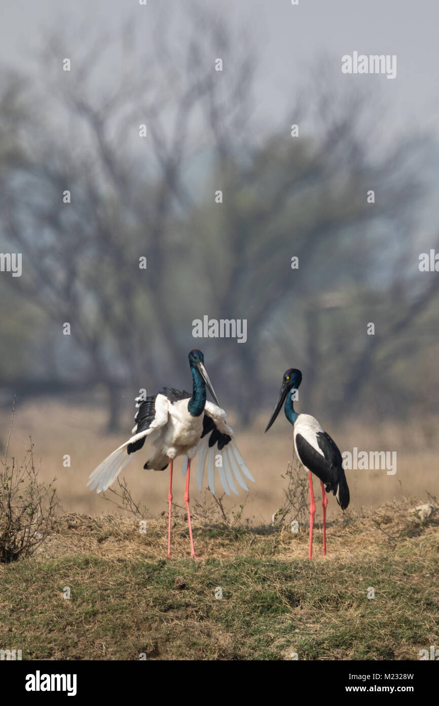 Die black-necked Stork (Ephippiorhynchus asiaticus) Paar in Bharatpur Vogelschutzgebiet in Rajasthan, Indien Stockfoto