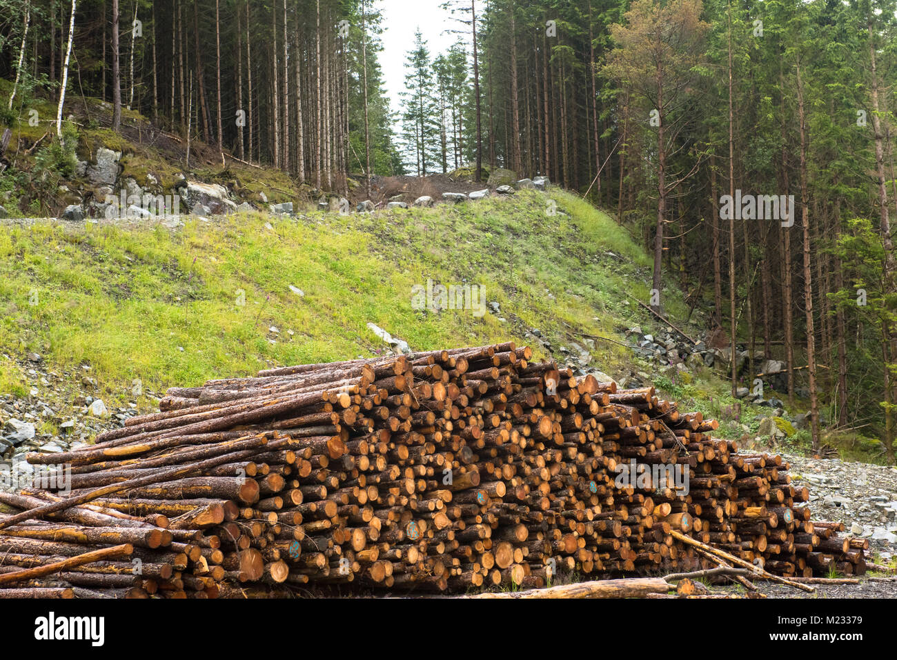 Protokoll-Stacks auf der Forststraße Stockfoto
