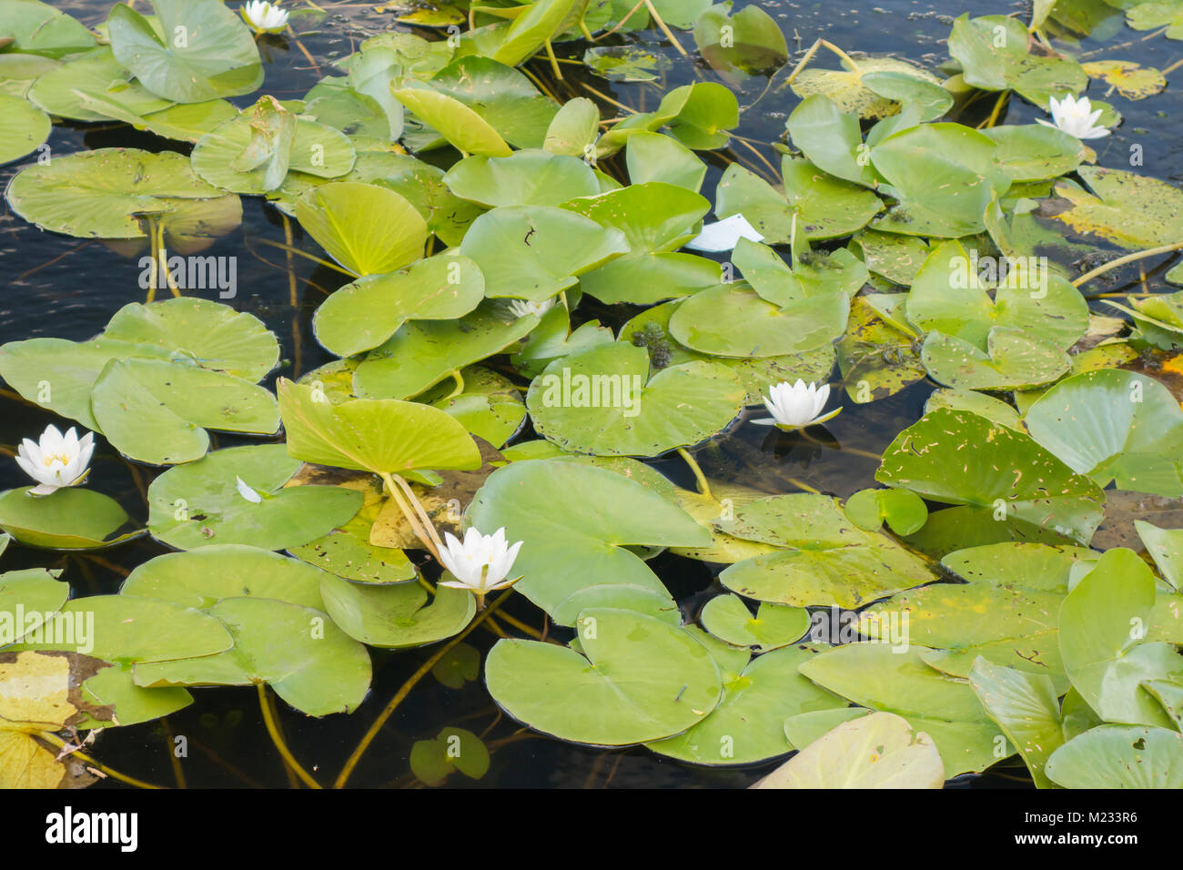 White Lotus, Nymphaea alba Stockfoto