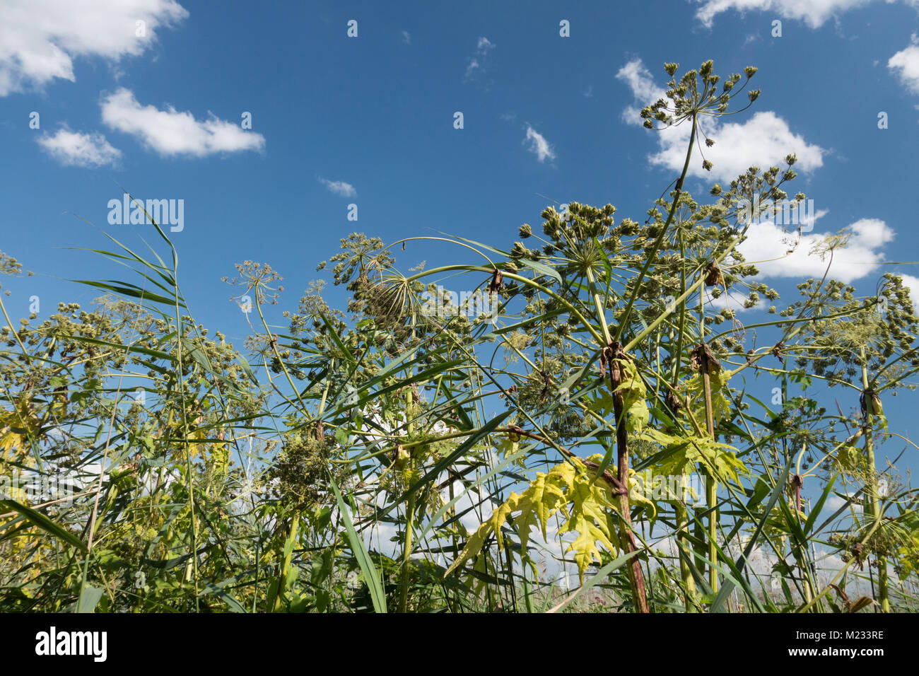 Riesenbärenklau Heracleum mantegazzianum, Stockfoto