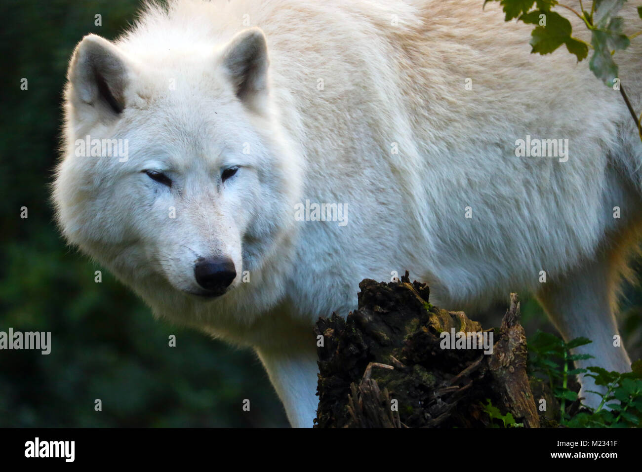 Arktische Wolf (Lupus arctos) lauern im Wald Stockfoto