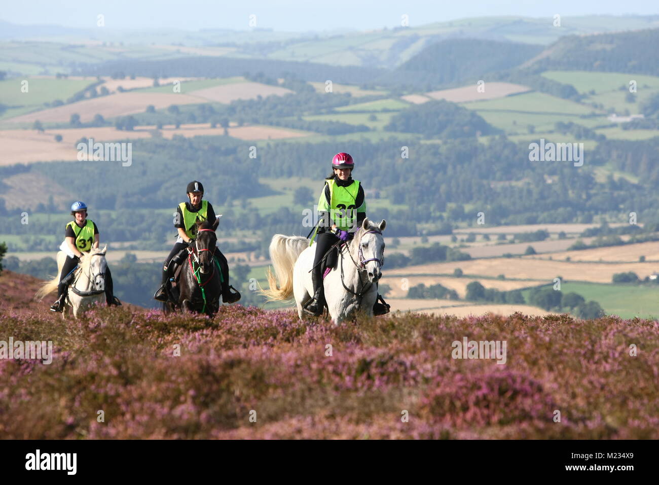 Ausdauer Pferde in der britischen Landschaft Stockfoto