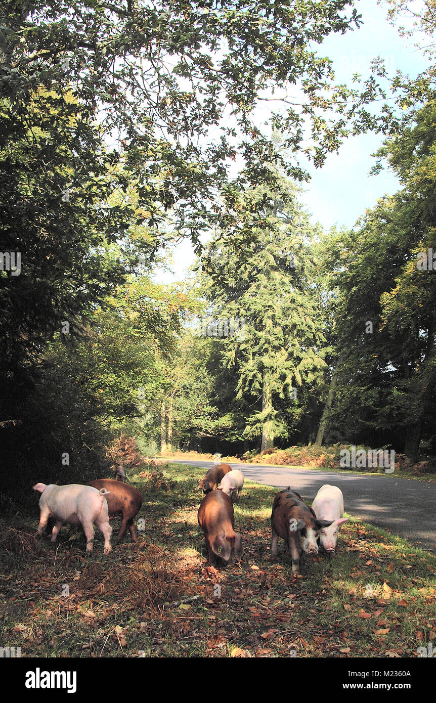 Schweine suchen nach Eicheln in Bolderwood im New Forest National Park, Hampshire, England Stockfoto