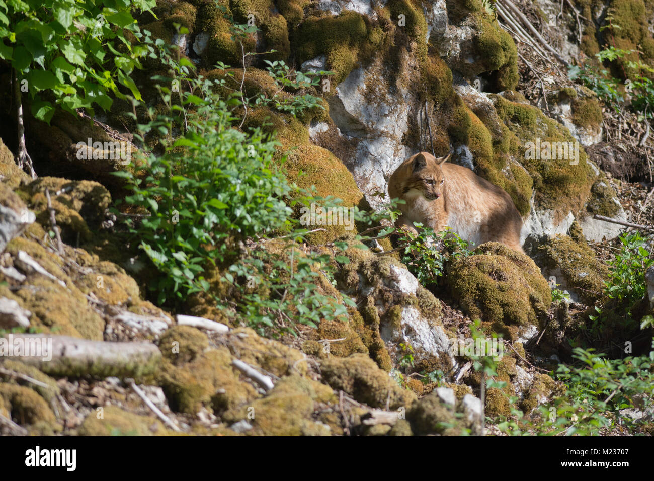 Polarfuchs Stockfoto
