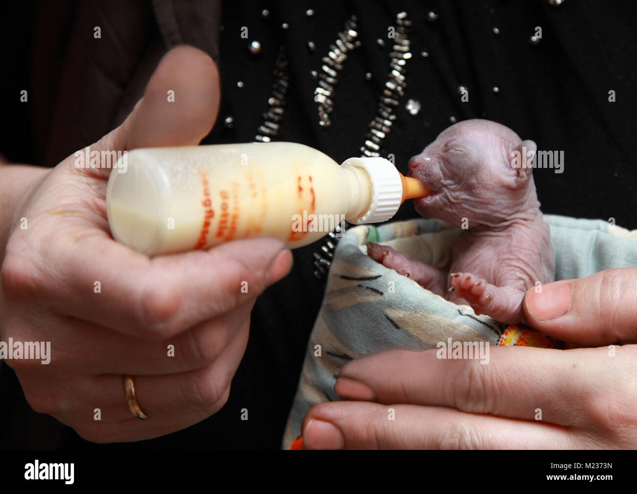 Weibliche Hände halten eine Flasche Milch die hungrige Kitten die Canadian  Sphynx zu füttern Stockfotografie - Alamy