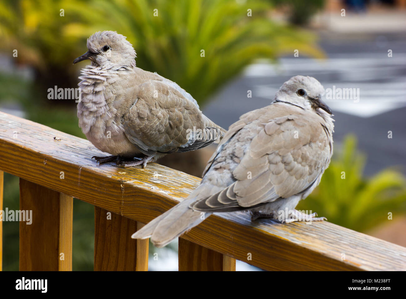 Paar collared Tauben hocken auf der Balustrade eines hölzernen Balkon Stockfoto