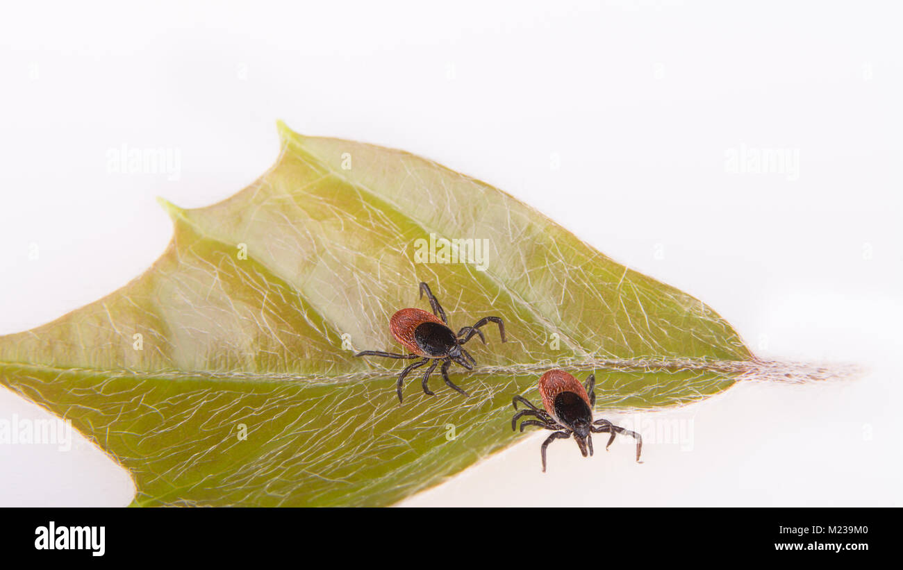 Zwei Castor bean Zecken auf grünem Blatt. Ixodes ricinus. Weißer Hintergrund. Gefährliche parasitäre Milben, Überträger von Infektionen. Enzephalitis, Lyme Krankheit. Stockfoto