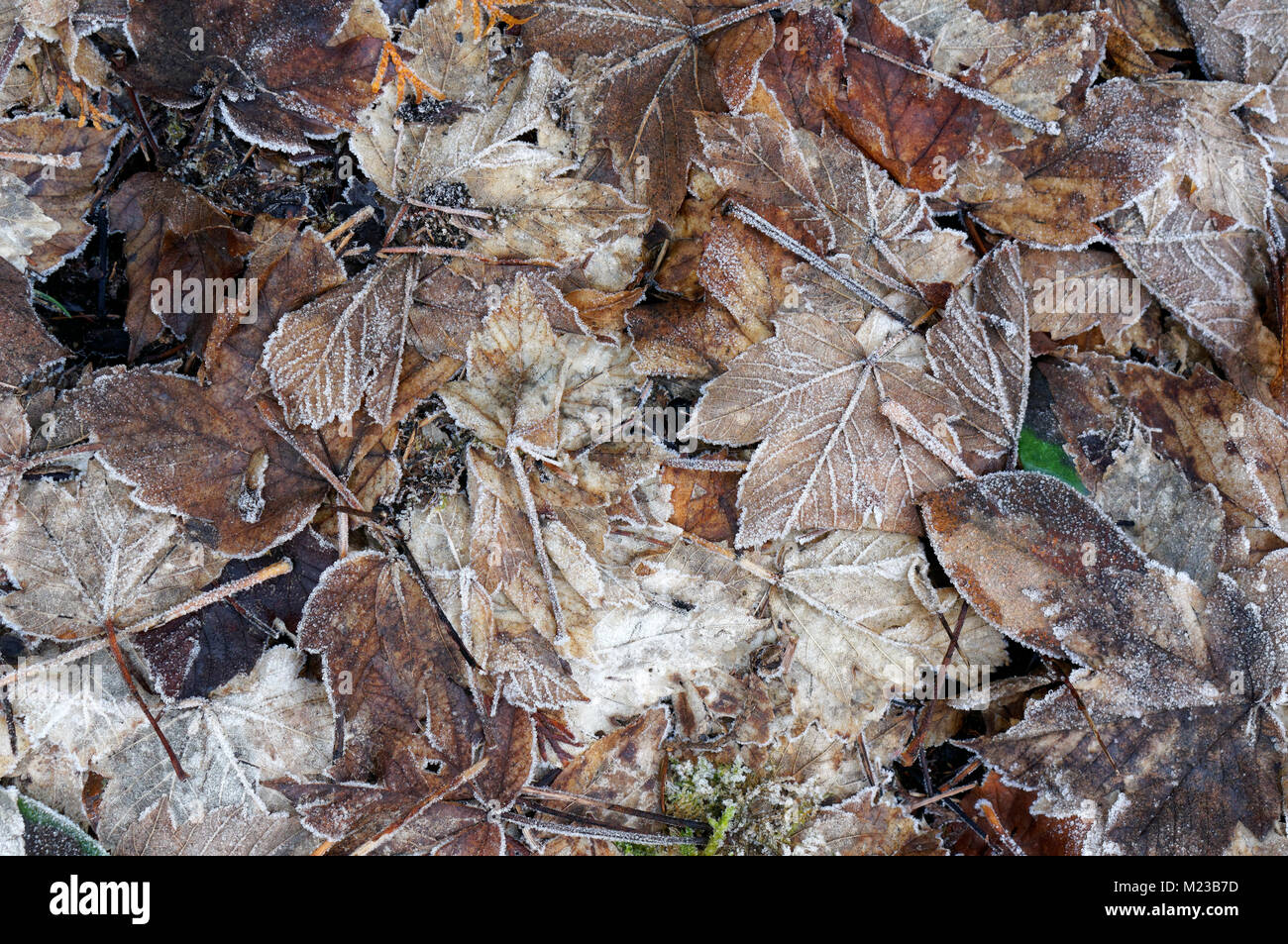 Hintergrund der frostigen Laub Herbst Blätter auf dem Boden liegend im Winter Stockfoto