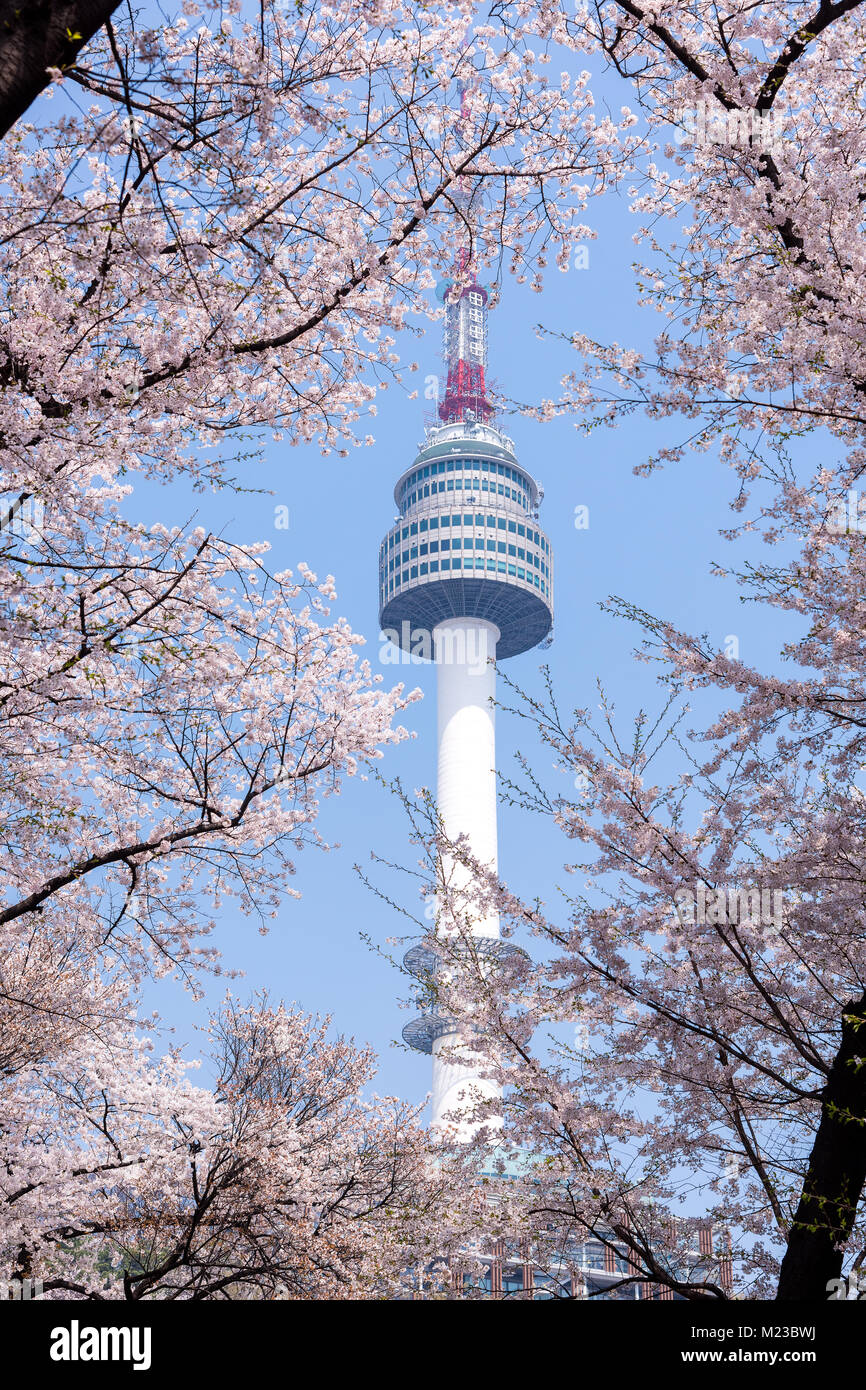 N Seoul Tower und Kirschblüte. Stockfoto