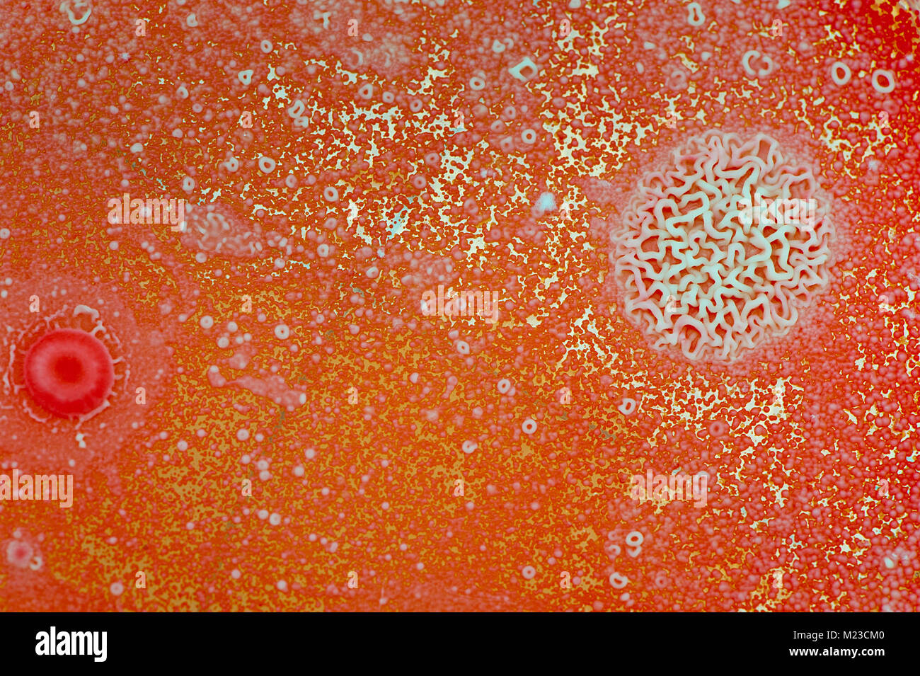 Eine mikrobiologische Hintergrund aus Hefen und Bakterien Kolonien/Kulturen in einem Nährmedium. Stockfoto