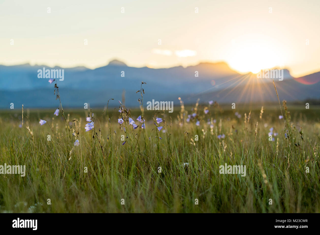 Alberta, Kanada. Lila Wildblumen in einer Wiese bei Sonnenuntergang in den Ausläufern der Rocky Mountains im Sommer. Stockfoto