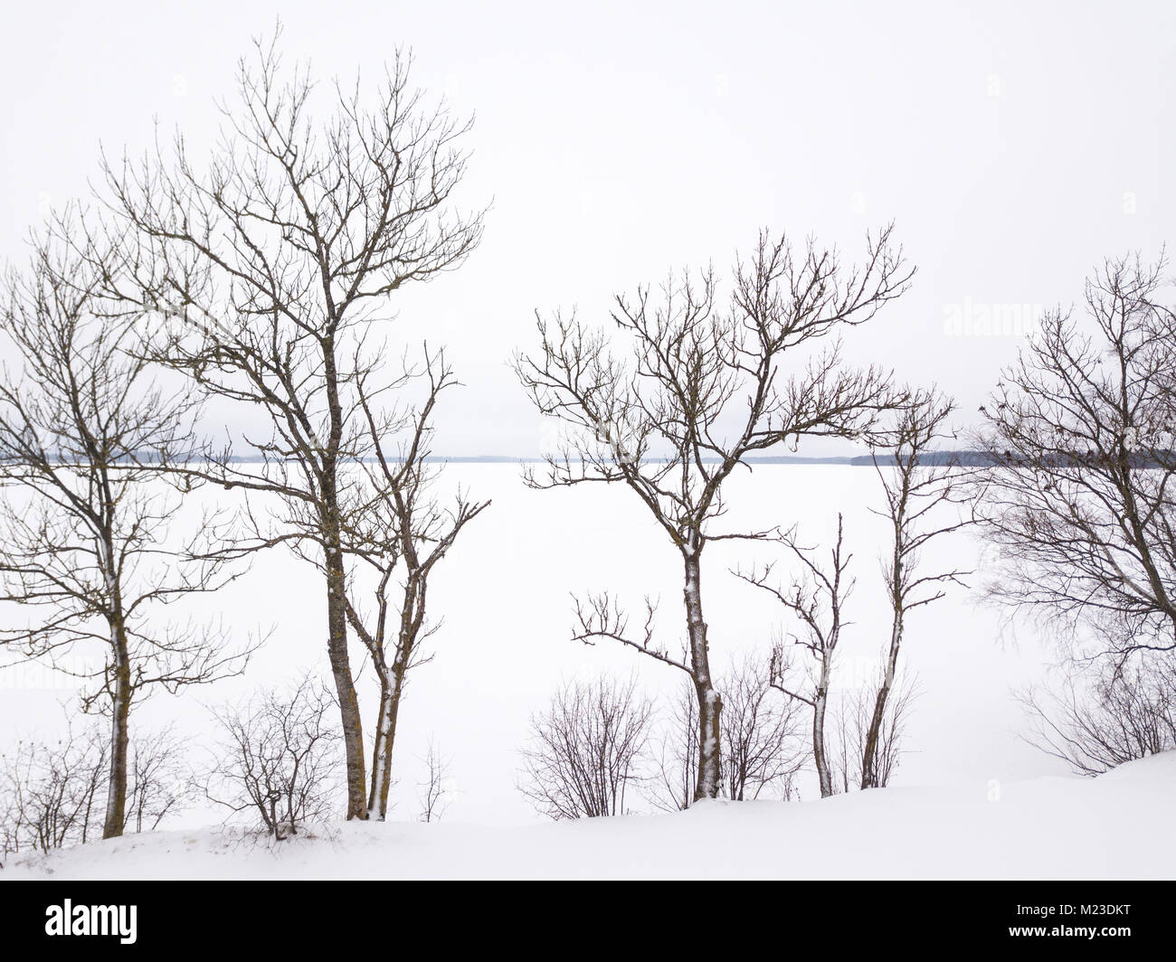 Einfaches Bild von Bäumen vor einem zugefrorenen See. Tartu, Estland. Stockfoto