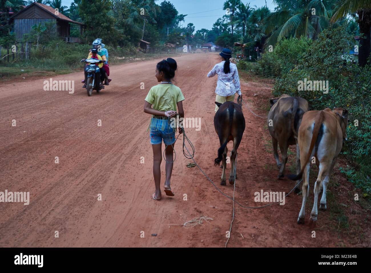 Kambodschanisches Mädchen Durchführung von Vieh, Krakor, Kambodscha Stockfoto
