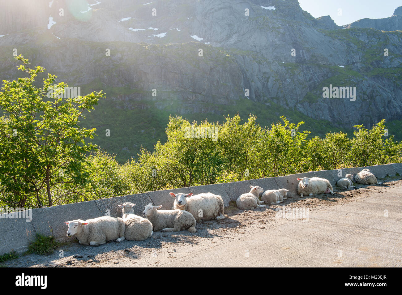 Fahrt durch die malerische Landschaft im Sommer im Lofoten in Nordnorwegen. Schafe auf der Straße. Stockfoto