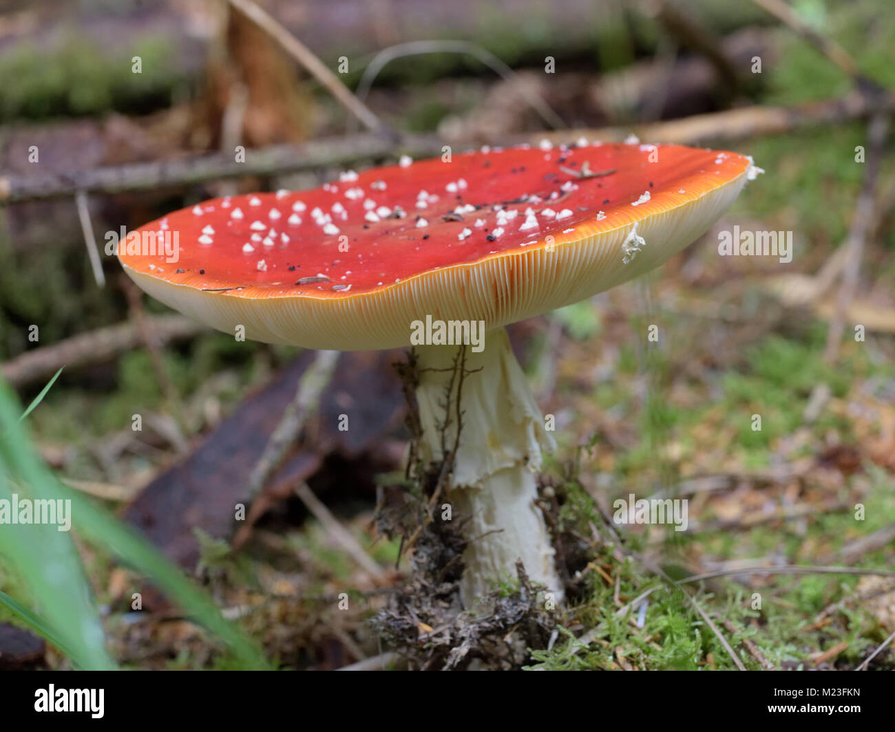 Amanita Muscaria, Fliegenpilz Stockfoto