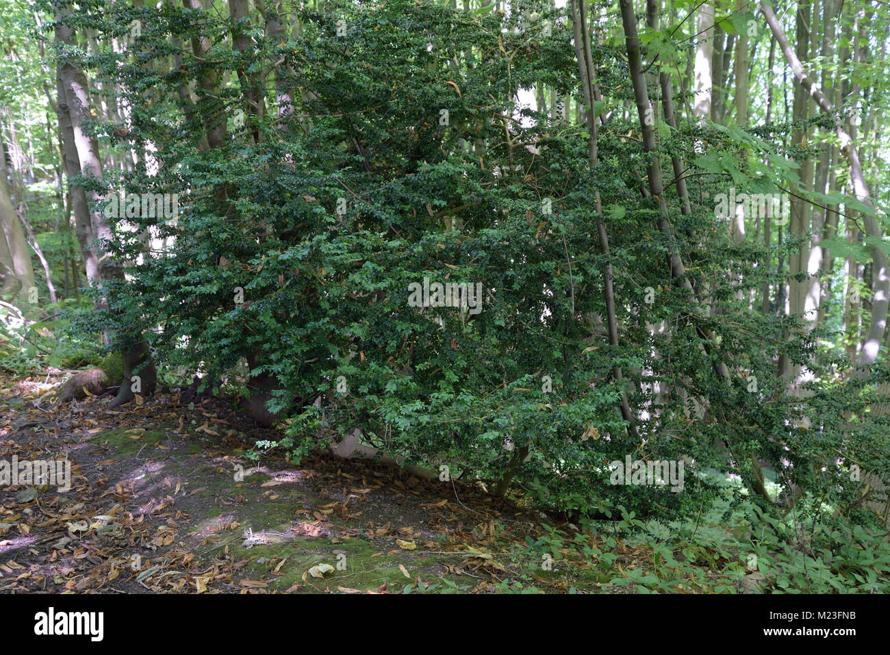 Box, Buxus sempervirens im Ashcombe Holz in der Nähe von Dorking Stockfoto