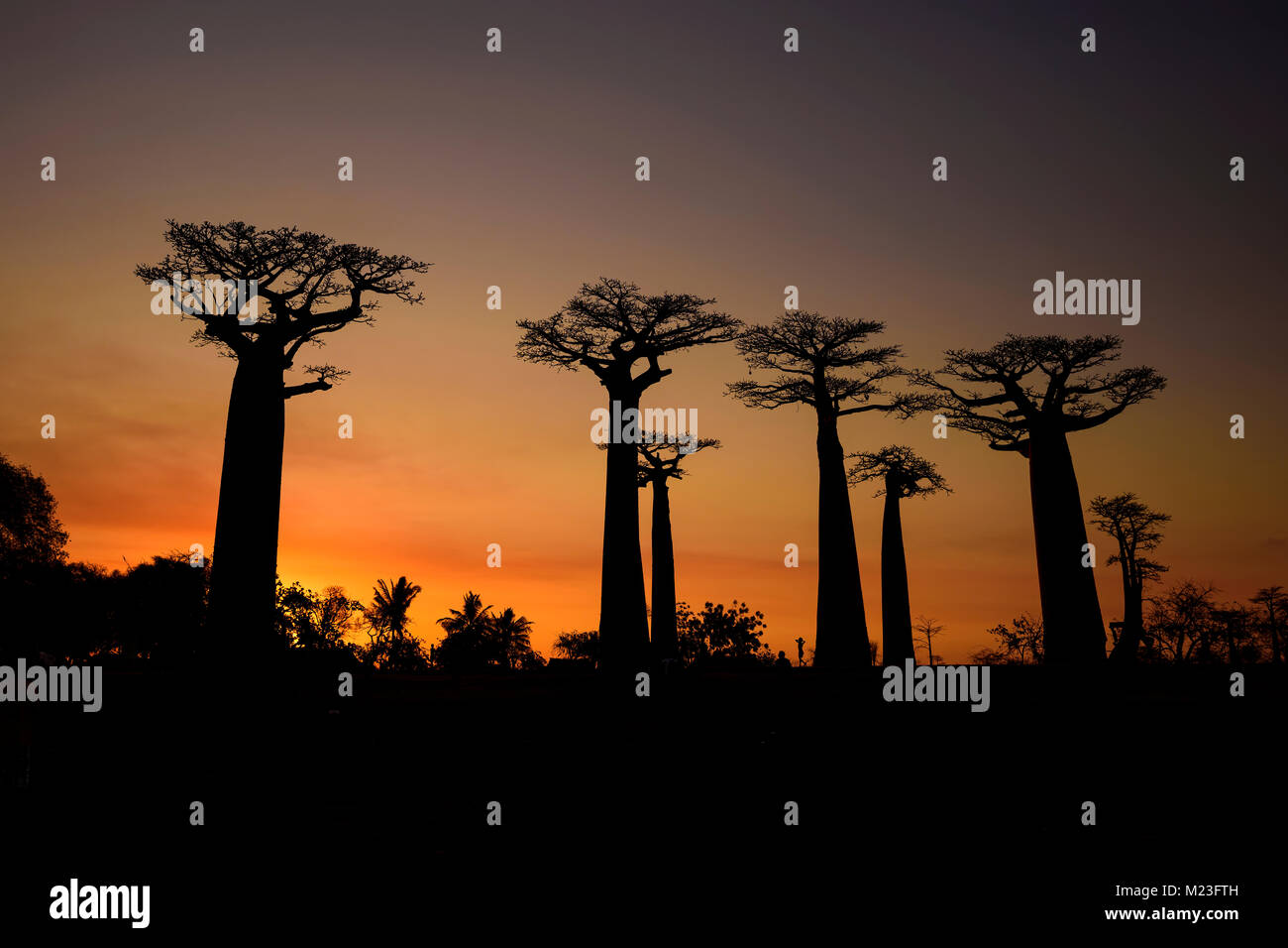 Baobab - Adansonia grandidieri, Madagaskar an der Westküste. Reisen Madagaskar. Urlaub. Iconic Baum. Stockfoto