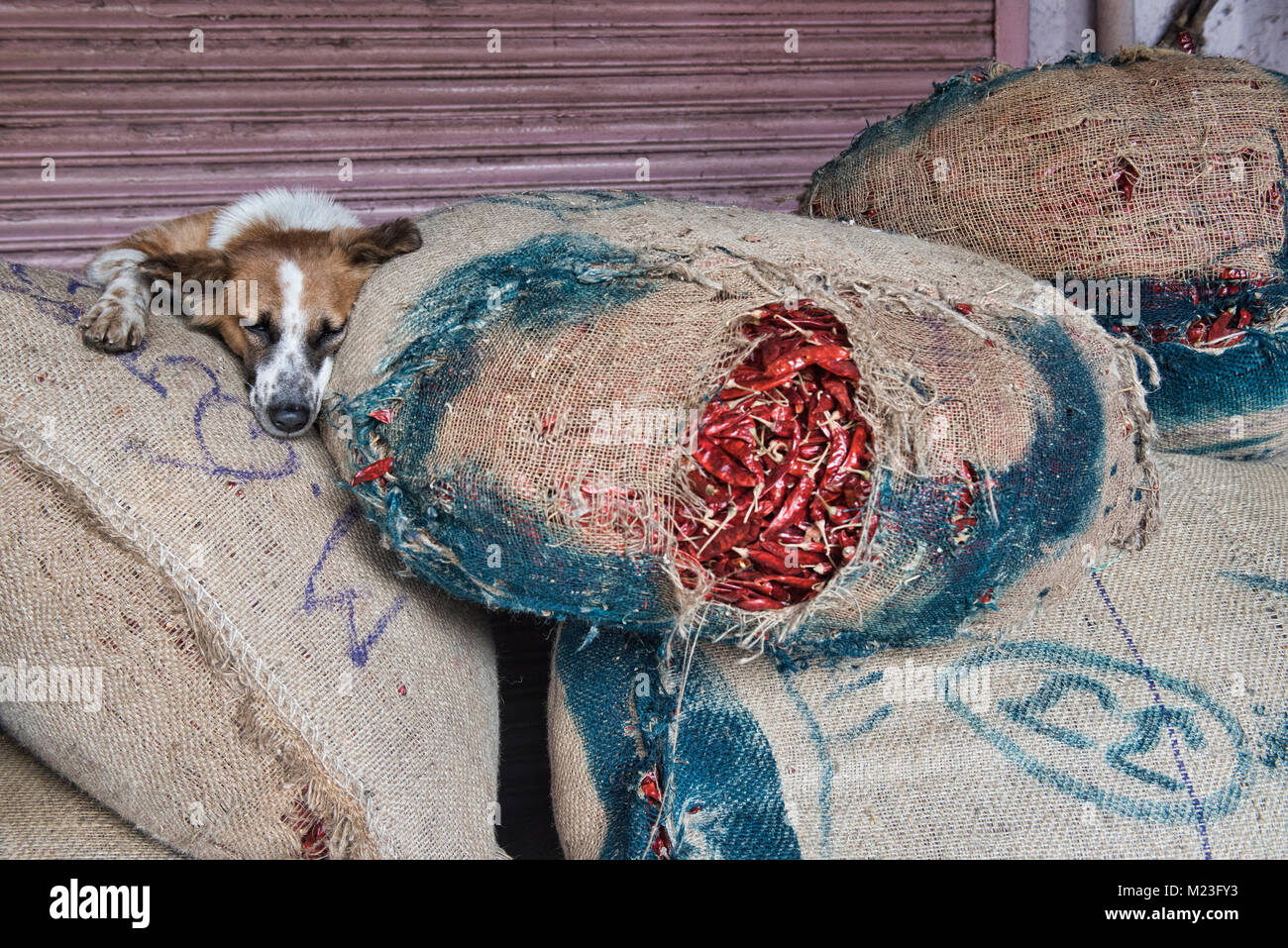 Lassen Sie schlafende Hunde, Hund auf Chiles im khari Baoli Spice Market, Old Delhi, Indien Stockfoto