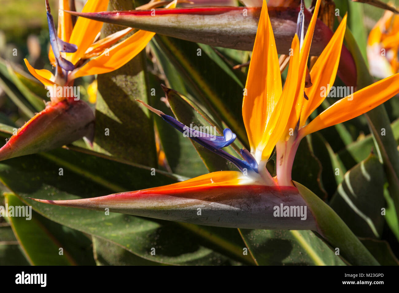 MADEIRA PORTUGAL MADEIRA Paradiesvogel Blume Strelitzia reginae Botanical Gardens Funchal botanischer Garten Jardim Botanico Funchal Madeira Stockfoto