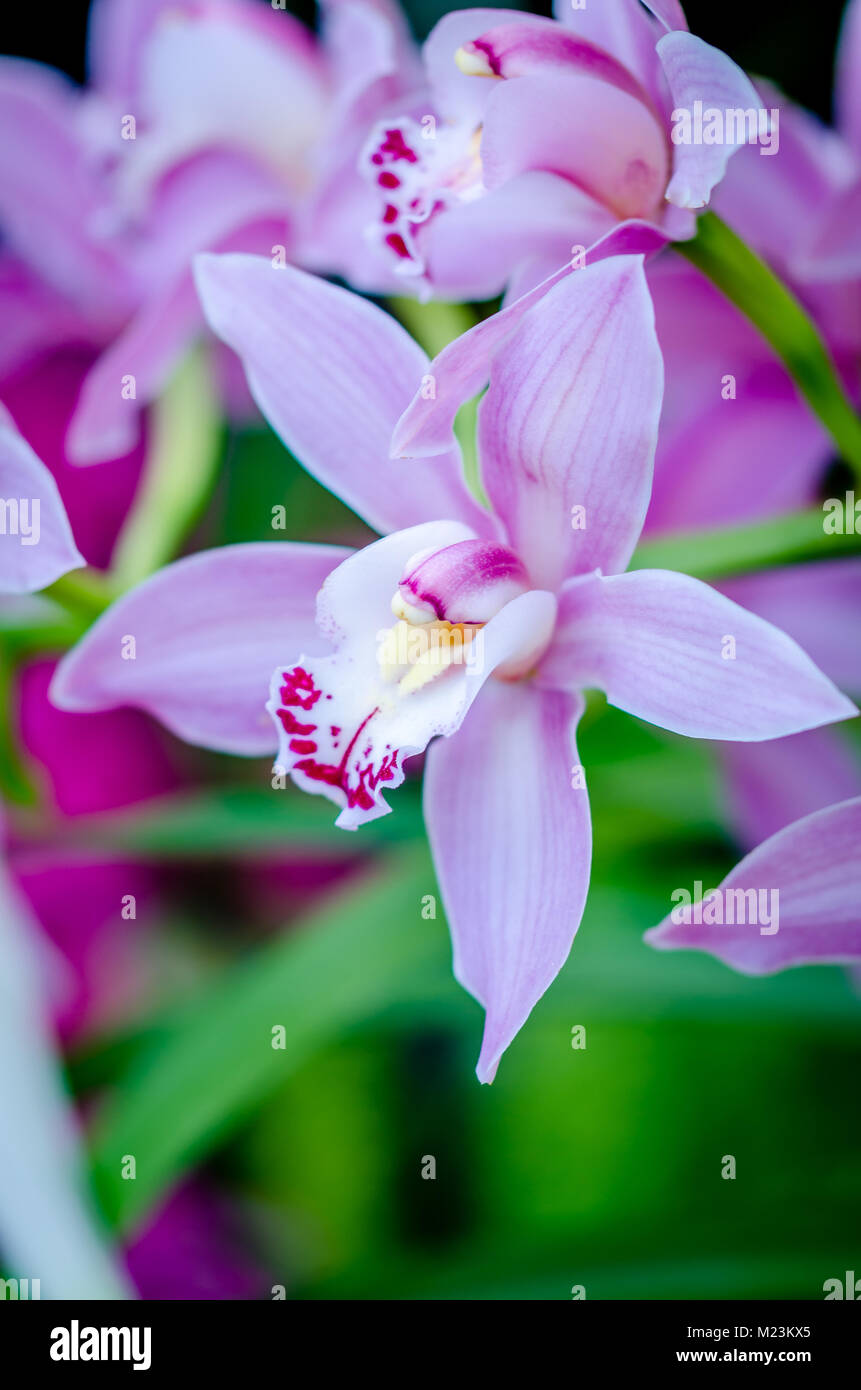 Cymbidium Orchideen. Stockfoto