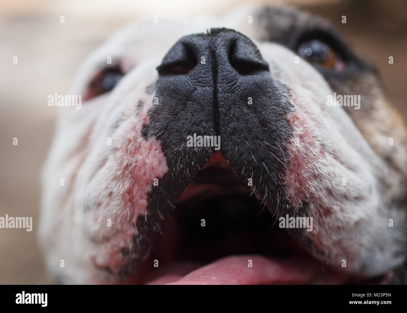 Britische Bulldogge Stockfoto