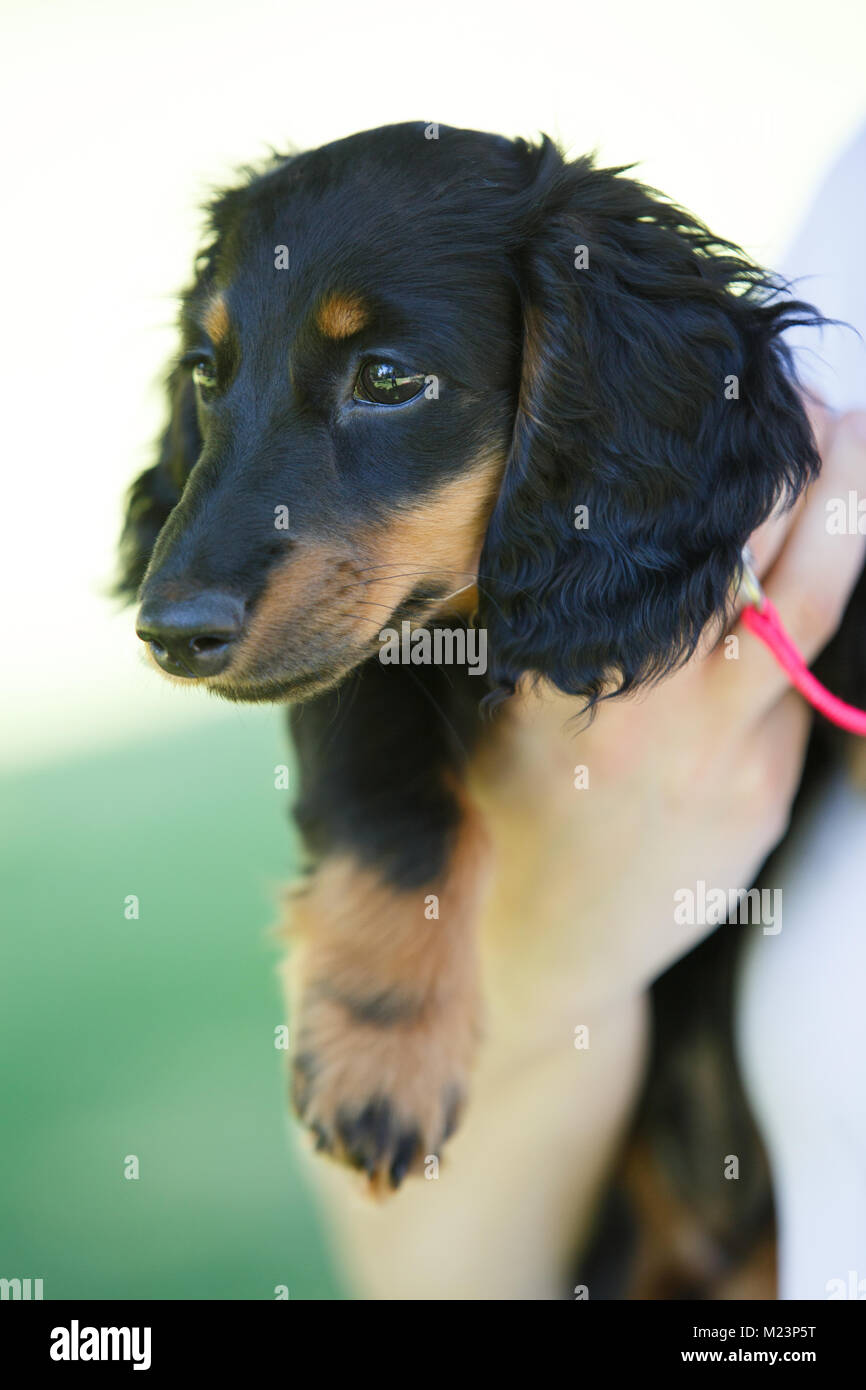 Langhaarige Miniature Daschund Welpen Stockfoto