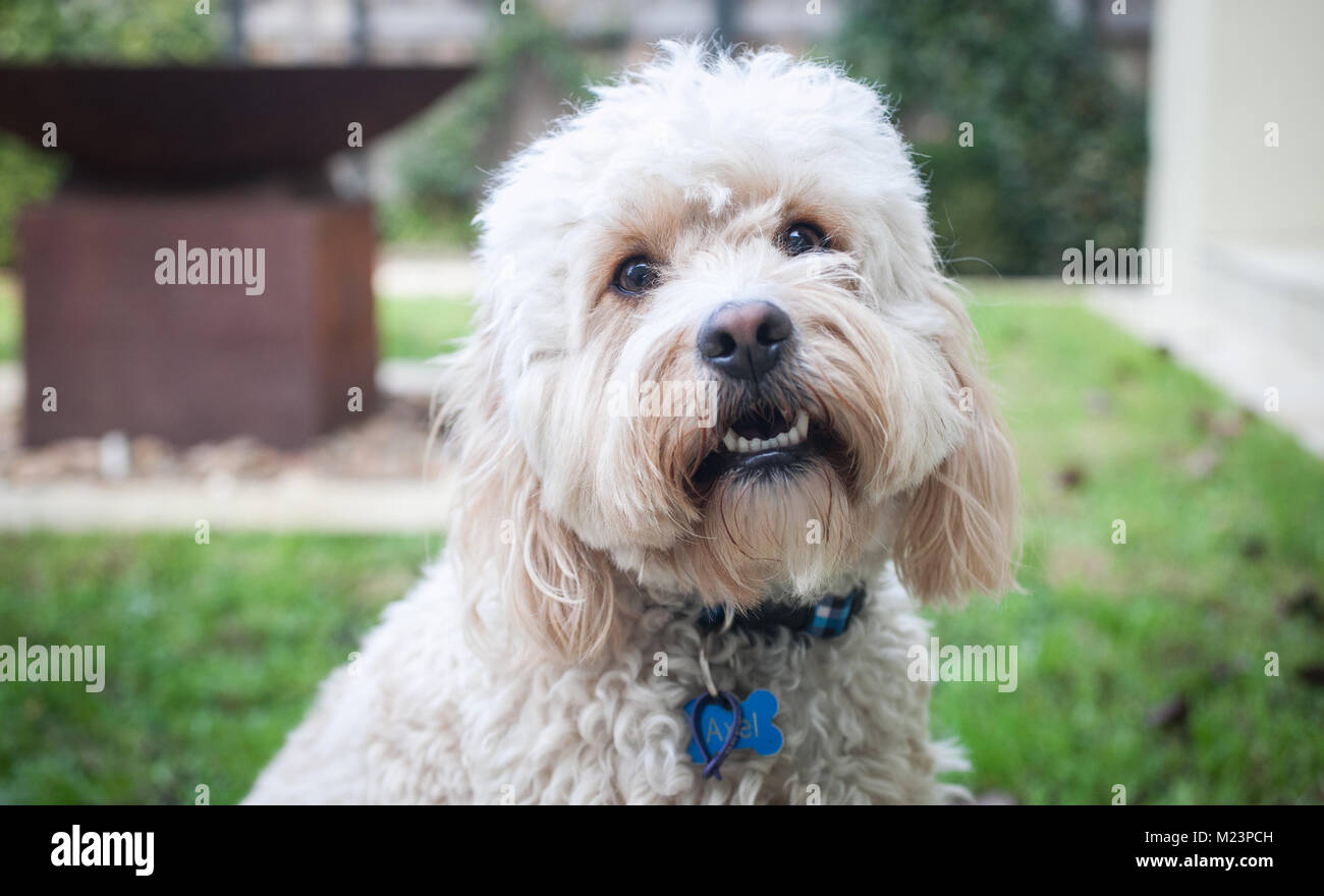 Spoodle Welpen Stockfoto