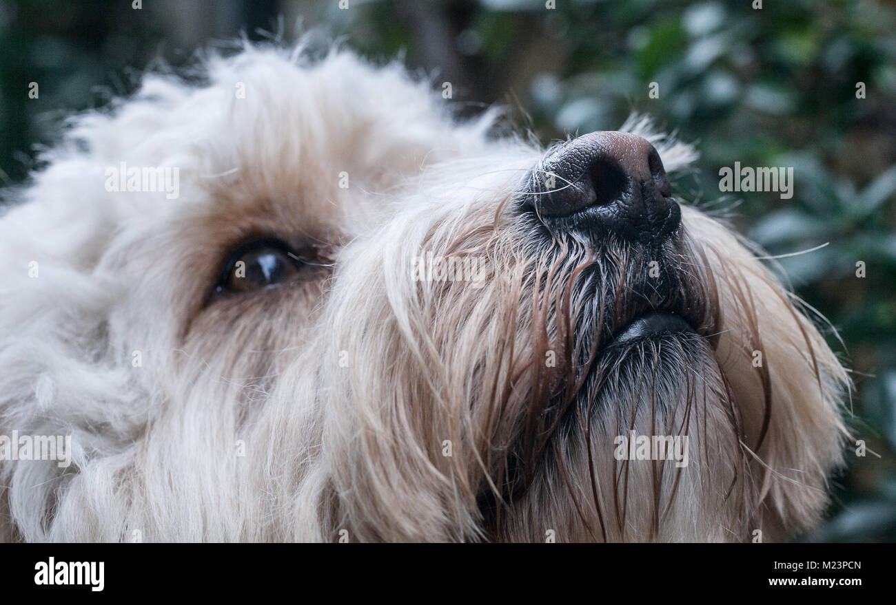 In der Nähe von Spoodle Welpen Stockfoto