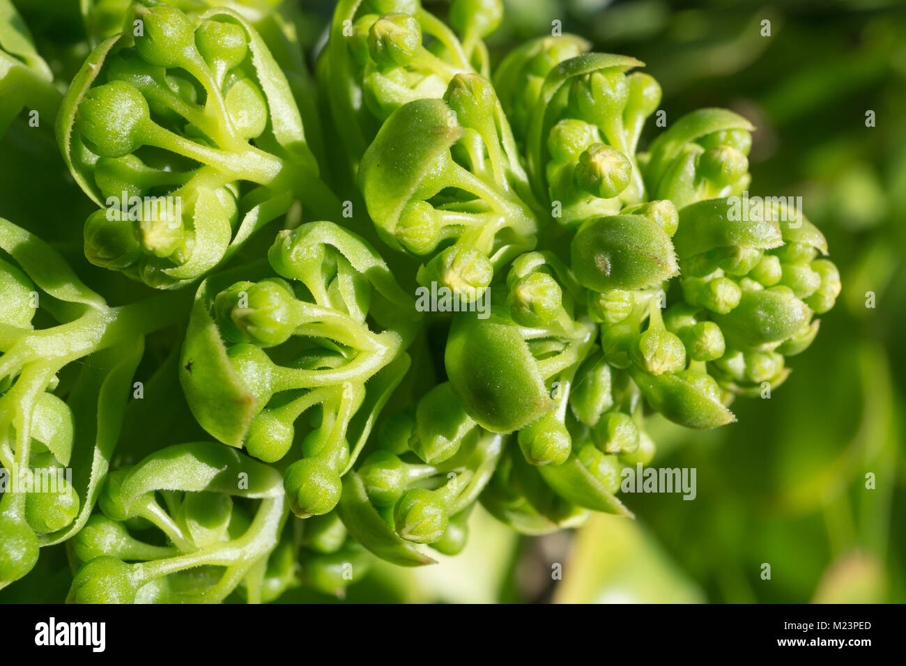 Die Blüte Leiter einer Aeonium arboreum. Stockfoto