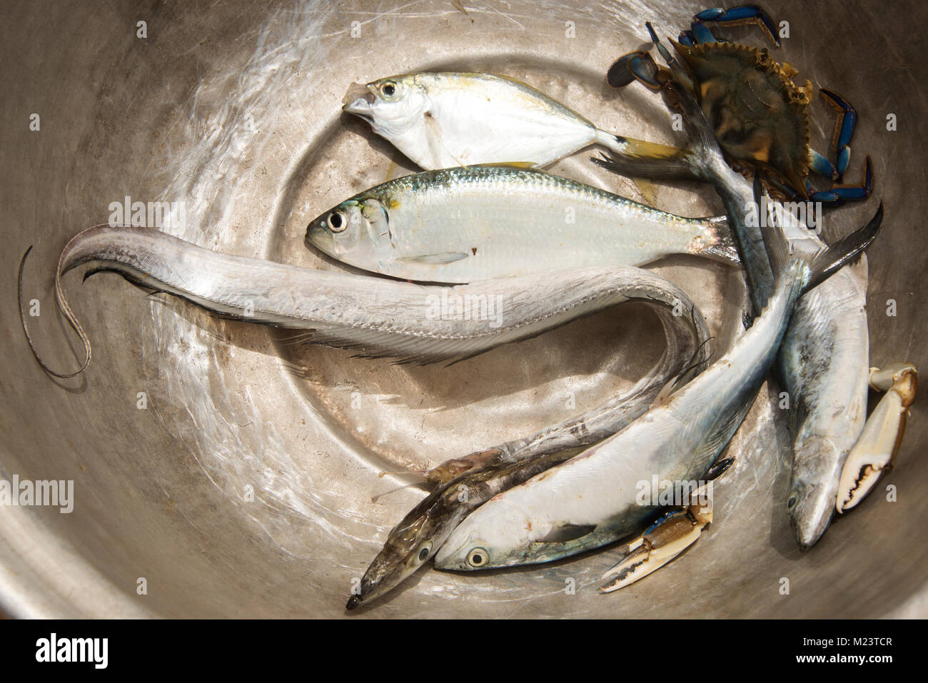 Fisherman's Catch in Ghana Stockfoto