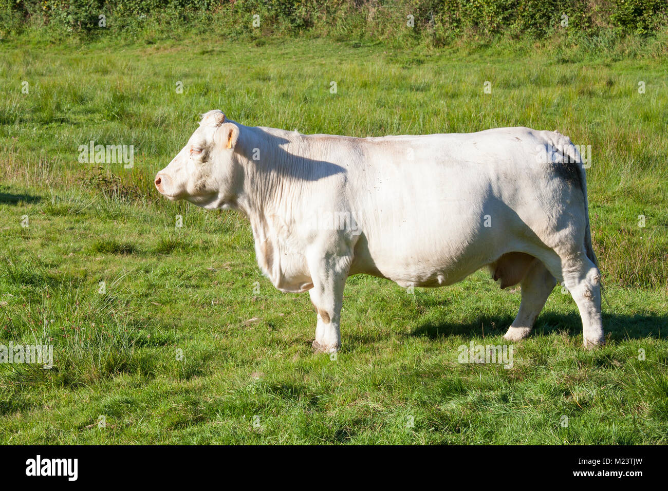 Schwangere weiß Charolais Rind Kuh seitwärts stehend in einem üppigen Weide im Abendlicht Stockfoto