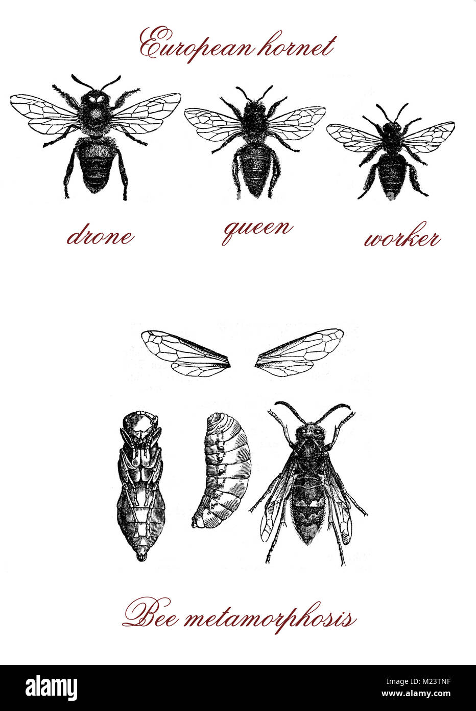 Biene, Europäische Hornisse und Biene Metamorphose, vintage Gravur Stockfoto