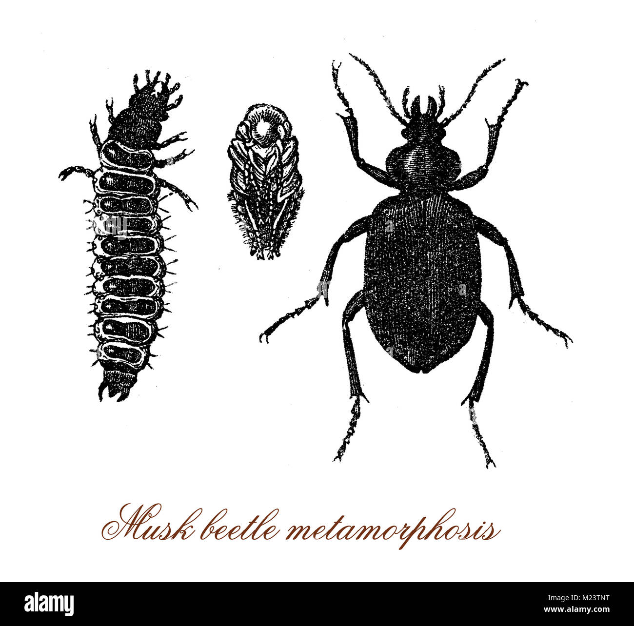 Moschus Käfer Metamorphose von der Larve zum Erwachsenen, vintage Gravur Stockfoto