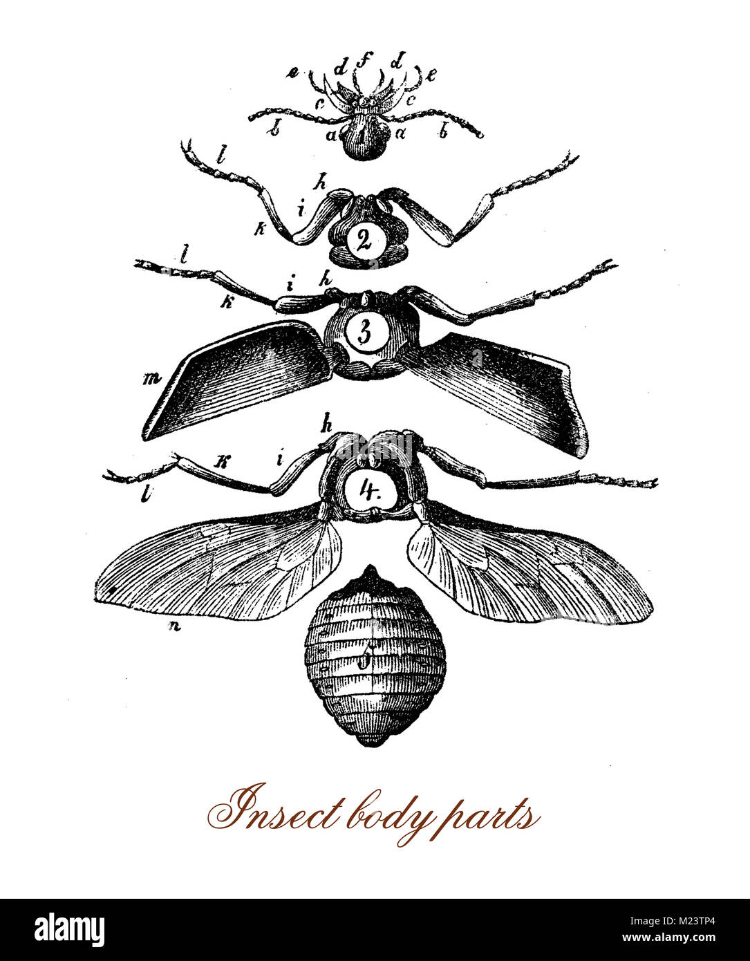 Insekten Körperteile, vintage Abbildung Stockfoto