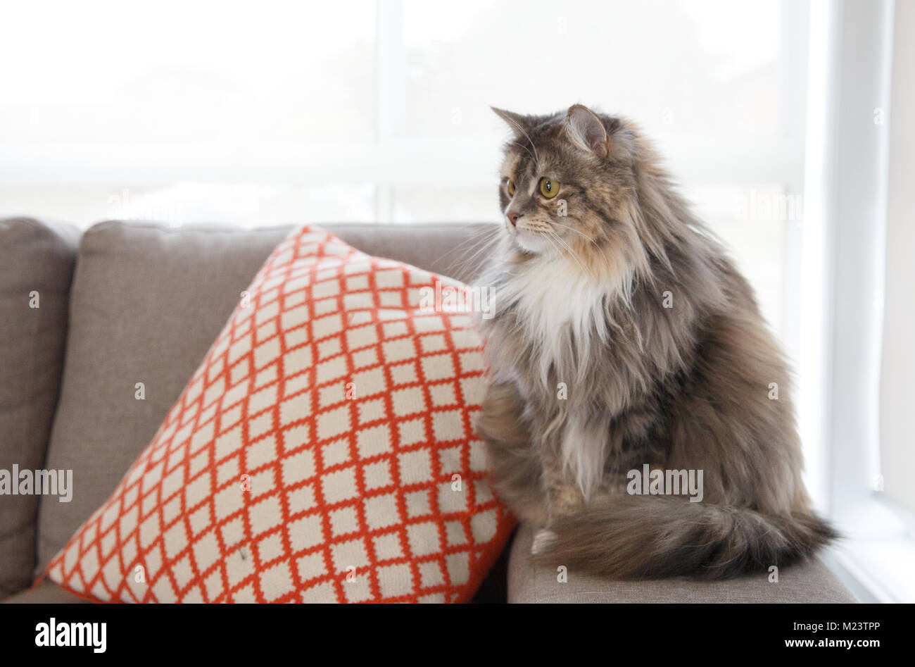 Flauschige Katze zu Hause auf dem Sofa Stockfoto