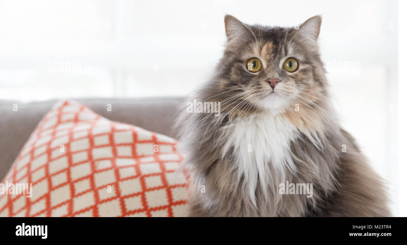 Flauschige Katze zu Hause auf dem Sofa Stockfoto
