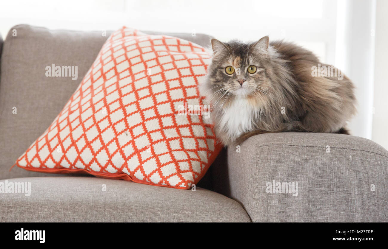 Flauschige Katze zu Hause auf dem Sofa Stockfoto