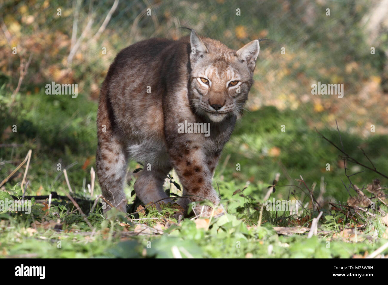 Ein Luchs in den geschützten Tier von Civitella Canzano Stockfoto