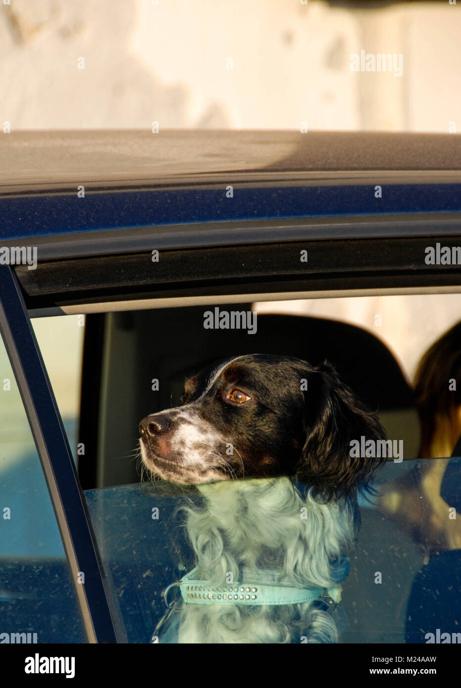 Hund aus dem Auto Fenster aktualisiert. Stockfoto